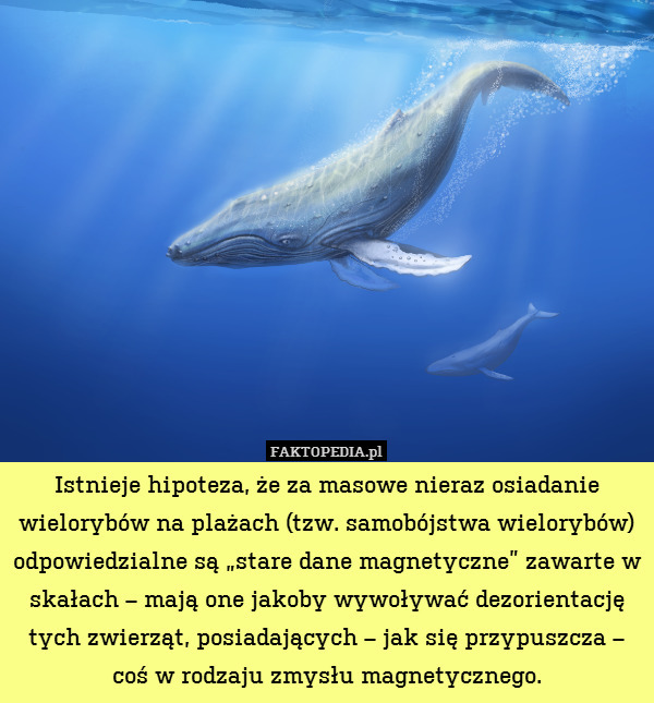 Istnieje hipoteza, że za masowe nieraz osiadanie wielorybów na plażach (tzw. samobójstwa wielorybów) odpowiedzialne są „stare dane magnetyczne” zawarte w skałach – mają one jakoby wywoływać dezorientację tych zwierząt, posiadających – jak się przypuszcza – coś w rodzaju zmysłu magnetycznego. 