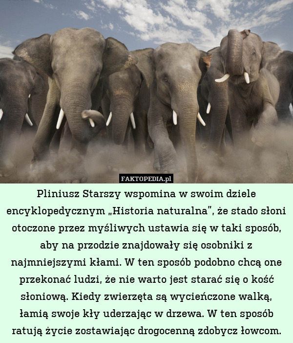 Pliniusz Starszy wspomina w swoim dziele encyklopedycznym „Historia naturalna”, że stado słoni otoczone przez myśliwych ustawia się w taki sposób, aby na przodzie znajdowały się osobniki z najmniejszymi kłami. W ten sposób podobno chcą one przekonać ludzi, że nie warto jest starać się o kość słoniową. Kiedy zwierzęta są wycieńczone walką, łamią swoje kły uderzając w drzewa. W ten sposób ratują życie zostawiając drogocenną zdobycz łowcom. 
