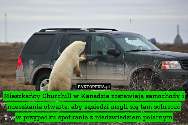 Mieszkańcy Churchill w Kanadzie zostawiają samochody i mieszkania otwarte, aby sąsiedzi mogli się tam schronić w przypadku spotkania z niedźwiedziem polarnym 