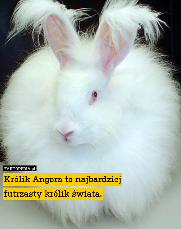 Królik Angora to najbardziej
futrzasty królik świata. 