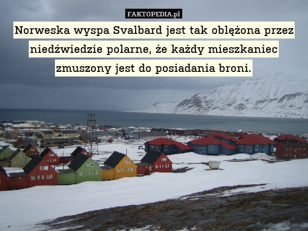 Norweska wyspa Svalbard jest tak oblężona przez niedźwiedzie polarne, że każdy mieszkaniec zmuszony jest do posiadania broni. 