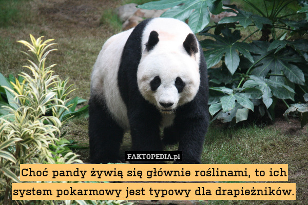 Choć pandy żywią się głównie roślinami, to ich system pokarmowy jest typowy dla drapieżników. 