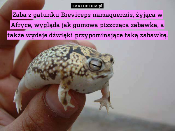 Żaba z gatunku Breviceps namaquensis, żyjąca w Afryce, wygląda jak gumowa piszcząca zabawka, a także wydaje dźwięki przypominające taką zabawkę. 