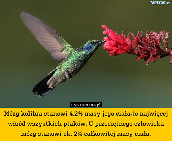 Mózg kolibra stanowi 4,2% masy jego ciała-to najwięcej wśród wszystkich ptaków. U przeciętnego człowieka mózg stanowi ok. 2% całkowitej masy ciała. 