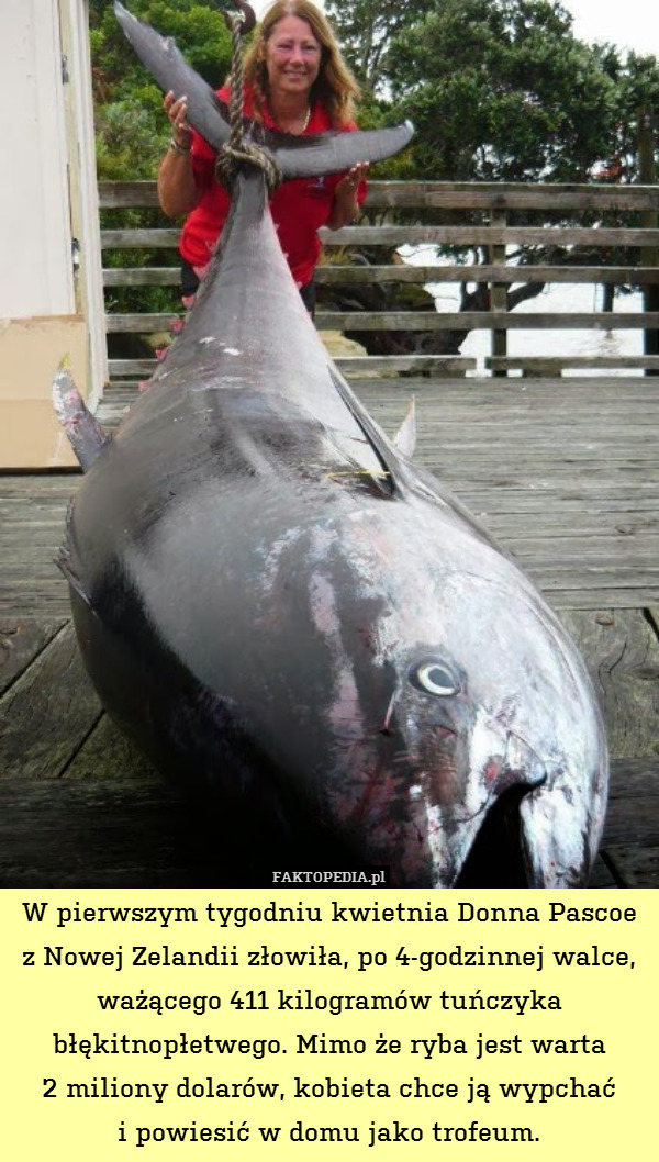 W pierwszym tygodniu kwietnia Donna Pascoe
z Nowej Zelandii złowiła, po 4-godzinnej walce, ważącego 411 kilogramów tuńczyka błękitnopłetwego. Mimo że ryba jest warta
2 miliony dolarów, kobieta chce ją wypchać
i powiesić w domu jako trofeum. 