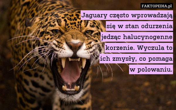 Jaguary często wprowadzają
się w stan odurzenia
jedząc halucynogenne
korzenie. Wyczula to
ich zmysły, co pomaga
w polowaniu. 