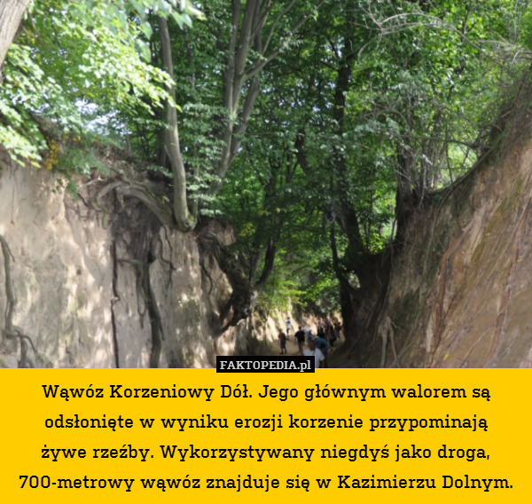 Wąwóz Korzeniowy Dół. Jego głównym walorem są odsłonięte w wyniku erozji korzenie przypominają
żywe rzeźby. Wykorzystywany niegdyś jako droga, 700-metrowy wąwóz znajduje się w Kazimierzu Dolnym. 