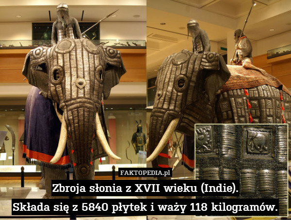 Zbroja słonia z XVII wieku (Indie).
Składa się z 5840 płytek i waży 118 kilogramów. 