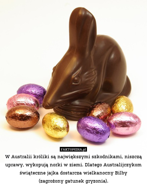 W Australii króliki są największymi szkodnikami, niszczą uprawy, wykopują norki w ziemi. Dlatego Australijczykom świąteczne jajka dostarcza wielkanocny Bilby
(zagrożony gatunek gryzonia). 