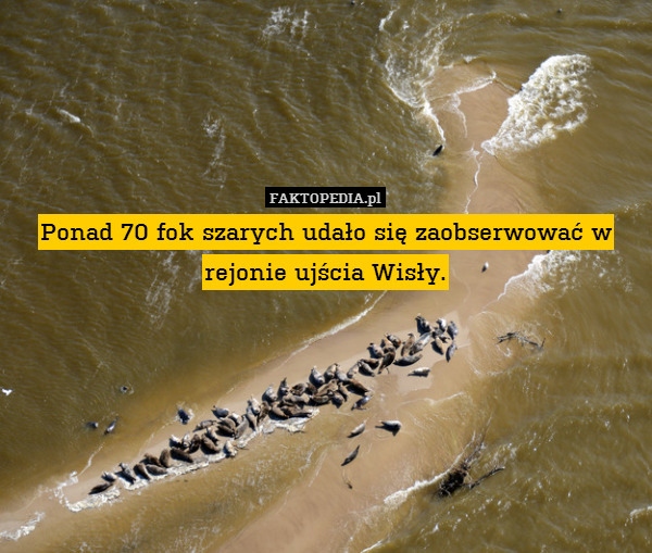 Ponad 70 fok szarych udało się zaobserwować w rejonie ujścia Wisły. 