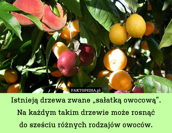 Istnieją drzewa zwane „sałatką owocową”.
Na każdym takim drzewie może rosnąć
do sześciu różnych rodzajów owoców. 