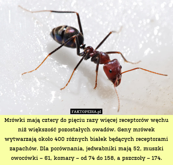 Mrówki mają cztery do pięciu razy więcej receptorów węchu niż większość pozostałych owadów. Geny mrówek wytwarzają około 400 różnych białek będących receptorami zapachów. Dla porównania, jedwabniki mają 52, muszki owocówki – 61, komary – od 74 do 158, a pszczoły – 174. 