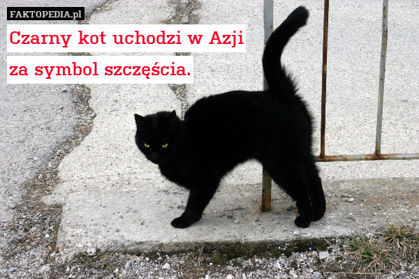 Czarny kot uchodzi w Azji
za symbol szczęścia. 