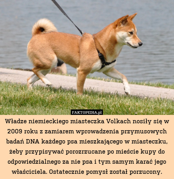 Władze niemieckiego miasteczka Volkach nosiły się w 2009 roku z zamiarem wprowadzenia przymusowych badań DNA każdego psa mieszkającego w miasteczku, żeby przypisywać porozrzucane po mieście kupy do odpowiedzialnego za nie psa i tym samym karać jego właściciela. Ostatecznie pomysł został porzucony. 