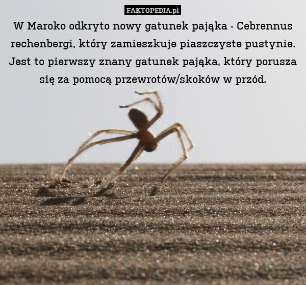 W Maroko odkryto nowy gatunek pająka - Cebrennus rechenbergi, który zamieszkuje piaszczyste pustynie.
Jest to pierwszy znany gatunek pająka, który porusza się za pomocą przewrotów/skoków w przód. 