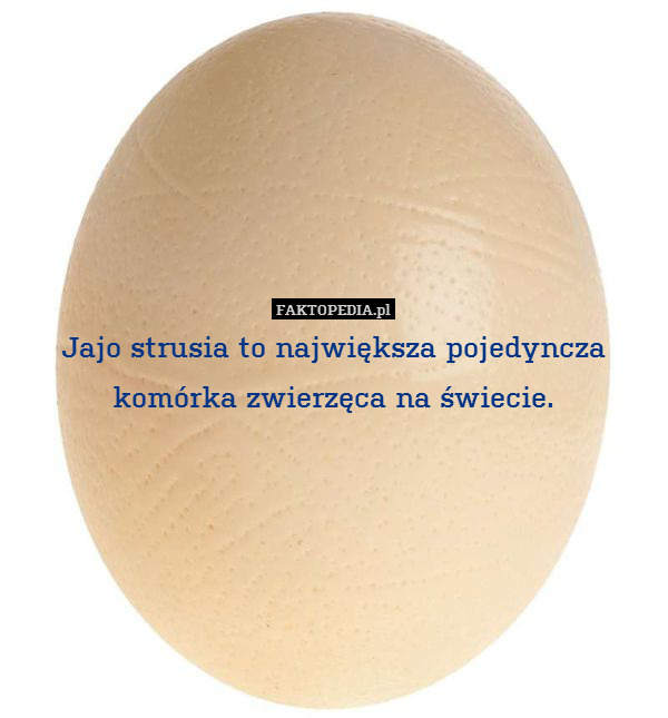 Jajo strusia to największa pojedyncza
komórka zwierzęca na świecie. 