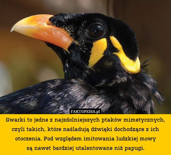 Gwarki to jedne z najzdolniejszych ptaków mimetycznych, czyli takich, które naśladują dźwięki dochodzące z ich otoczenia. Pod względem imitowania ludzkiej mowy
są nawet bardziej utalentowane niż papugi. 