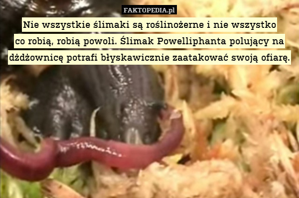 Nie wszystkie ślimaki są roślinożerne i nie wszystko
co robią, robią powoli. Ślimak Powelliphanta polujący na dżdżownicę potrafi błyskawicznie zaatakować swoją ofiarę. 