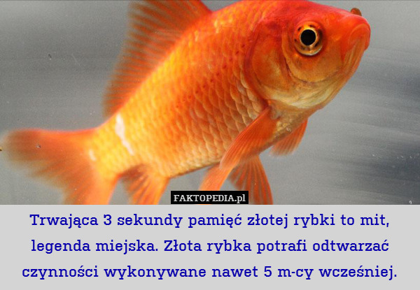 Trwająca 3 sekundy pamięć złotej rybki to mit, legenda miejska. Złota rybka potrafi odtwarzać czynności wykonywane nawet 5 m-cy wcześniej. 