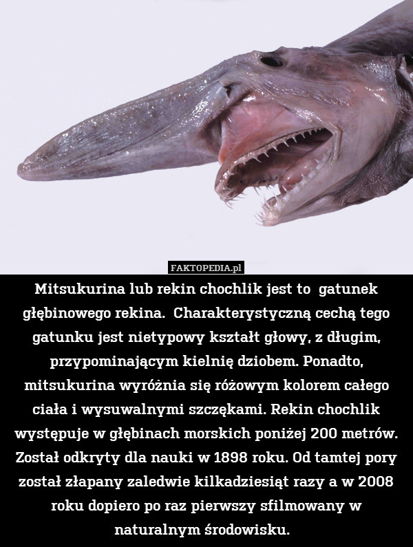Mitsukurina lub rekin chochlik jest to  gatunek głębinowego rekina.  Charakterystyczną cechą tego gatunku jest nietypowy kształt głowy, z długim, przypominającym kielnię dziobem. Ponadto, mitsukurina wyróżnia się różowym kolorem całego ciała i wysuwalnymi szczękami. Rekin chochlik występuje w głębinach morskich poniżej 200 metrów. Został odkryty dla nauki w 1898 roku. Od tamtej pory został złapany zaledwie kilkadziesiąt razy a w 2008 roku dopiero po raz pierwszy sfilmowany w naturalnym środowisku. 