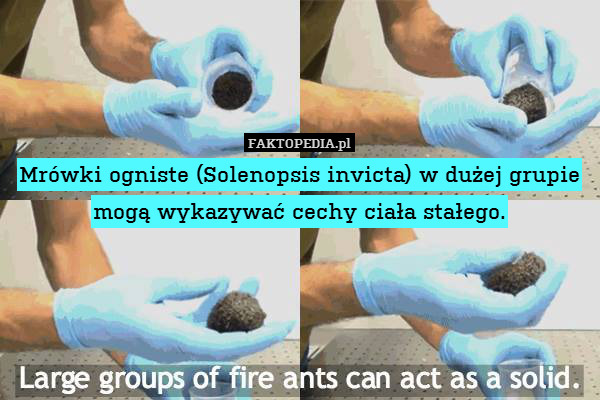 Mrówki ogniste (Solenopsis invicta) w dużej grupie mogą wykazywać cechy ciała stałego. 