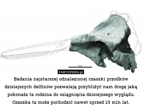 Badania najstarszej odnalezionej czaszki przodków dzisiejszych delfinów pozwalają przybliżyć nam drogę jaką pokonała ta rodzina do osiągnięcia dzisiejszego wyglądu. Czaszka ta może pochodzić nawet sprzed 13 mln lat. 