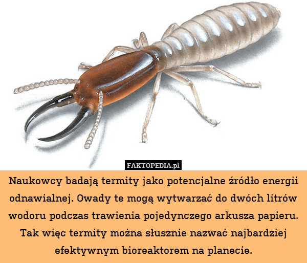 Naukowcy badają termity jako potencjalne źródło energii odnawialnej. Owady te mogą wytwarzać do dwóch litrów wodoru podczas trawienia pojedynczego arkusza papieru. Tak więc termity można słusznie nazwać najbardziej efektywnym bioreaktorem na planecie. 