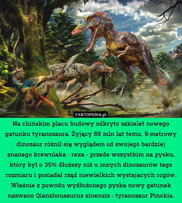Na chińskim placu budowy odkryto szkielet nowego gatunku tyranozaura. Żyjący 66 mln lat temu, 9-metrowy dinozaur różnił się wyglądem od swojego bardziej znanego krewniaka - rexa - przede wszystkim na pysku, który był o 35% dłuższy niż u innych dinozaurów tego rozmiaru i posiadał rząd niewielkich wystajacych rogów. Właśnie z powodu wydłużonego pyska nowy gatunek nazwano Qianzhousaurus sinensis - tyranozaur Pinokia. 