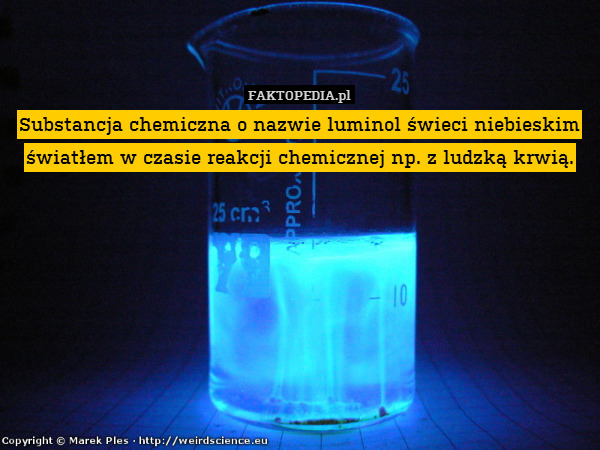 Substancja chemiczna o nazwie luminol świeci niebieskim światłem w czasie reakcji chemicznej np. z ludzką krwią. 