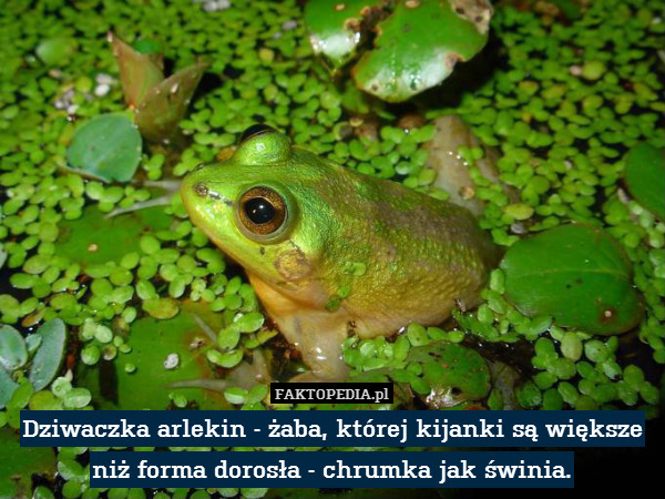 Dziwaczka arlekin - żaba, której kijanki są większe niż forma dorosła - chrumka jak świnia. 
