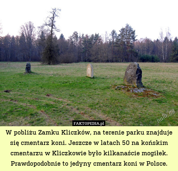 W pobliżu Zamku Kliczków, na terenie parku znajduje się cmentarz koni. Jeszcze w latach 50 na końskim cmentarzu w Kliczkowie było kilkanaście mogiłek. Prawdopodobnie to jedyny cmentarz koni w Polsce. 