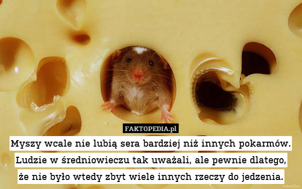 Myszy wcale nie lubią sera bardziej niż innych pokarmów. Ludzie w średniowieczu tak uważali, ale pewnie dlatego,
że nie było wtedy zbyt wiele innych rzeczy do jedzenia. 