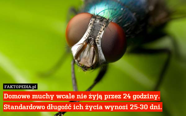 Domowe muchy wcale nie żyją przez 24 godziny. Standardowo długość ich życia wynosi 25-30 dni. 