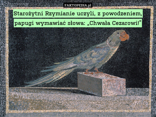 Starożytni Rzymianie uczyli, z powodzeniem, papugi wymawiać słowa: „Chwała Cezarowi!” 