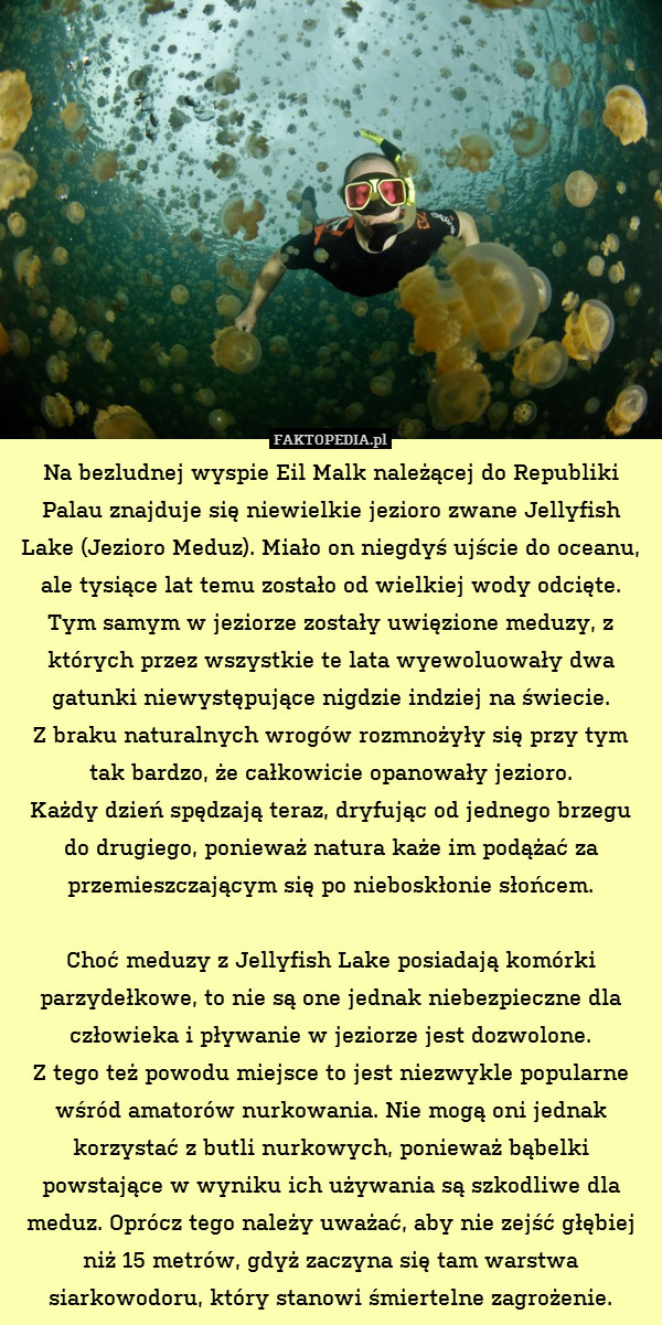Na bezludnej wyspie Eil Malk należącej do Republiki Palau znajduje się niewielkie jezioro zwane Jellyfish Lake (Jezioro Meduz). Miało on niegdyś ujście do oceanu, ale tysiące lat temu zostało od wielkiej wody odcięte.
Tym samym w jeziorze zostały uwięzione meduzy, z których przez wszystkie te lata wyewoluowały dwa gatunki niewystępujące nigdzie indziej na świecie.
Z braku naturalnych wrogów rozmnożyły się przy tym tak bardzo, że całkowicie opanowały jezioro.
Każdy dzień spędzają teraz, dryfując od jednego brzegu
do drugiego, ponieważ natura każe im podążać za przemieszczającym się po nieboskłonie słońcem.

Choć meduzy z Jellyfish Lake posiadają komórki parzydełkowe, to nie są one jednak niebezpieczne dla człowieka i pływanie w jeziorze jest dozwolone.
Z tego też powodu miejsce to jest niezwykle popularne wśród amatorów nurkowania. Nie mogą oni jednak korzystać z butli nurkowych, ponieważ bąbelki powstające w wyniku ich używania są szkodliwe dla meduz. Oprócz tego należy uważać, aby nie zejść głębiej niż 15 metrów, gdyż zaczyna się tam warstwa siarkowodoru, który stanowi śmiertelne zagrożenie. 