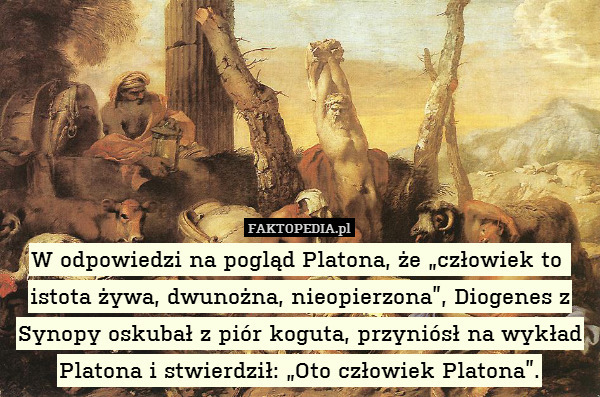 W odpowiedzi na pogląd Platona, że „człowiek to  istota żywa, dwunożna, nieopierzona”, Diogenes z Synopy oskubał z piór koguta, przyniósł na wykład Platona i stwierdził: „Oto człowiek Platona”. 