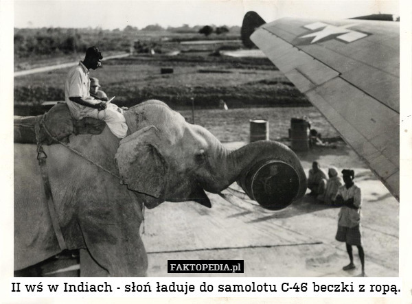 II wś w Indiach - słoń ładuje do samolotu C-46 beczki z ropą. 