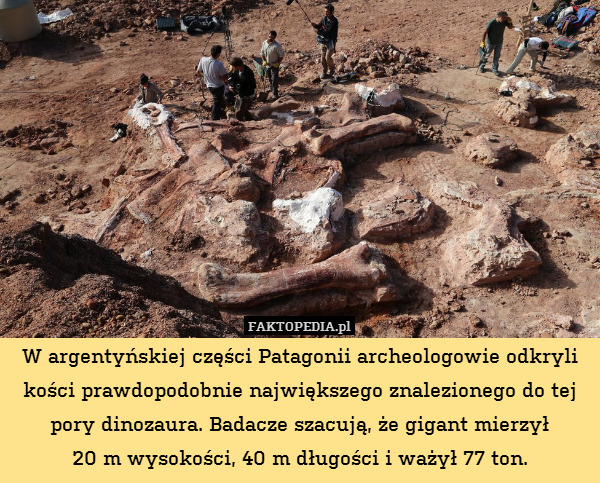 W argentyńskiej części Patagonii archeologowie odkryli kości prawdopodobnie największego znalezionego do tej pory dinozaura. Badacze szacują, że gigant mierzył
20 m wysokości, 40 m długości i ważył 77 ton. 