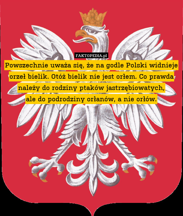 Powszechnie uważa się, że na godle Polski widnieje orzeł bielik. Otóż bielik nie jest orłem. Co prawda należy do rodziny ptaków jastrzębiowatych,
ale do podrodziny orłanów, a nie orłów. 