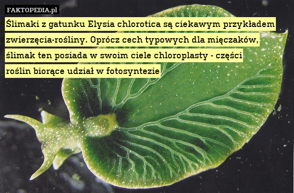 Ślimaki z gatunku Elysia chlorotica są ciekawym przykładem zwierzęcia-rośliny. Oprócz cech typowych dla mięczaków, ślimak ten posiada w swoim ciele chloroplasty - części
roślin biorące udział w fotosyntezie 