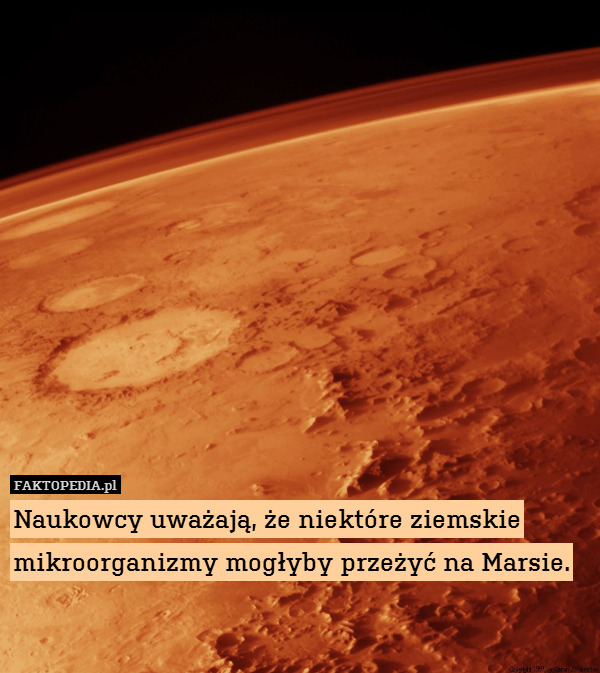 Naukowcy uważają, że niektóre ziemskie mikroorganizmy mogłyby przeżyć na Marsie. 