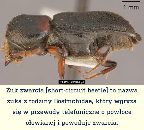 Żuk zwarcia [short-circuit beetle] to nazwa żuka z rodziny Bostrichidae, który wgryza się w przewody telefoniczne o powłoce ołowianej i powoduje zwarcia. 