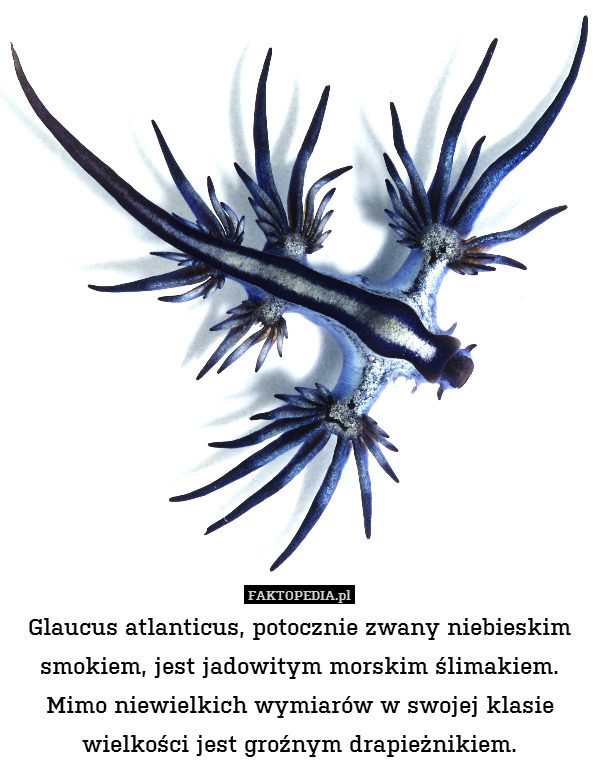 Glaucus atlanticus, potocznie zwany niebieskim smokiem, jest jadowitym morskim ślimakiem. Mimo niewielkich wymiarów w swojej klasie wielkości jest groźnym drapieżnikiem. 