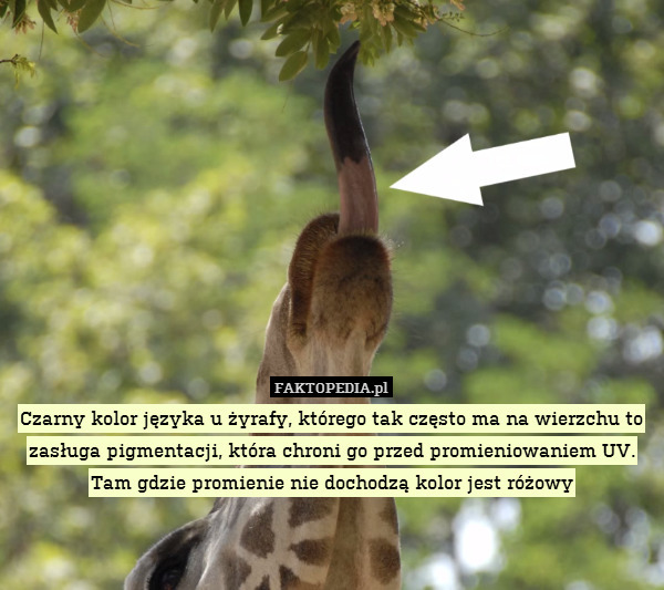 Czarny kolor języka u żyrafy, którego tak często ma na wierzchu to zasługa pigmentacji, która chroni go przed promieniowaniem UV.
Tam gdzie promienie nie dochodzą kolor jest różowy 
