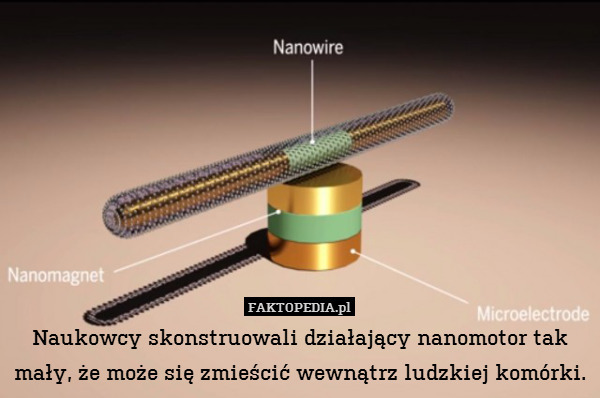 Naukowcy skonstruowali działający nanomotor tak mały, że może się zmieścić wewnątrz ludzkiej komórki. 
