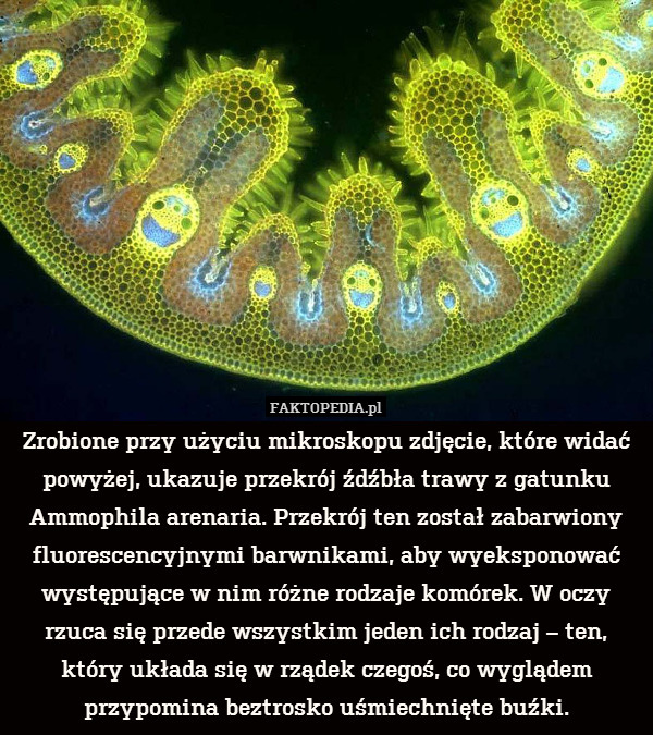 Zrobione przy użyciu mikroskopu zdjęcie, które widać powyżej, ukazuje przekrój źdźbła trawy z gatunku Ammophila arenaria. Przekrój ten został zabarwiony fluorescencyjnymi barwnikami, aby wyeksponować występujące w nim różne rodzaje komórek. W oczy rzuca się przede wszystkim jeden ich rodzaj – ten, który układa się w rządek czegoś, co wyglądem przypomina beztrosko uśmiechnięte buźki. 
