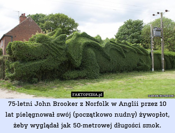 75-letni John Brooker z Norfolk w Anglii przez 10 lat pielęgnował swój (początkowo nudny) żywopłot, żeby wyglądał jak 50-metrowej długości smok. 
