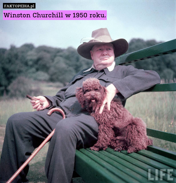 Winston Churchill w 1950 roku. 