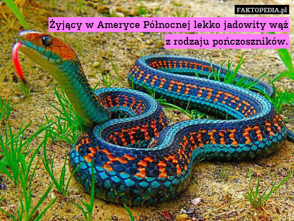 Żyjący w Ameryce Północnej lekko jadowity wąż
z rodzaju pończoszników. 