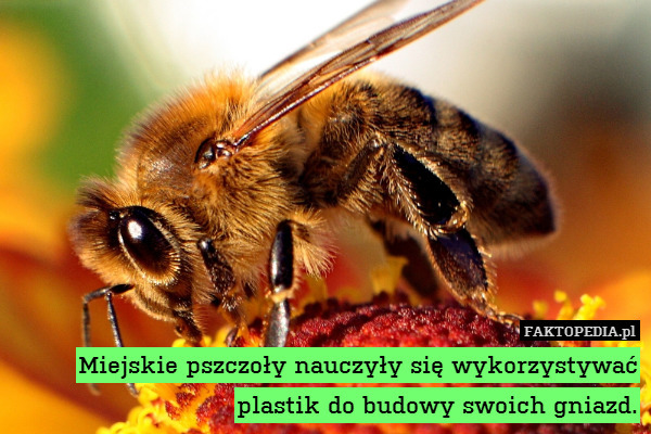 Miejskie pszczoły nauczyły się wykorzystywać plastik do budowy swoich gniazd. 